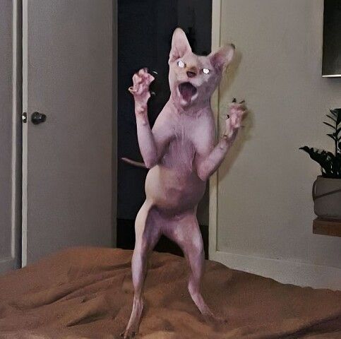 Странное существо, похожее на кошку-людину, позирует на кровати