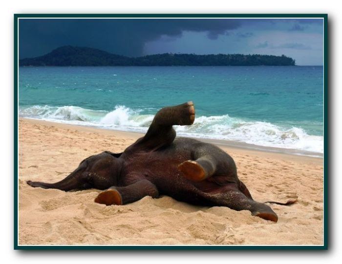 Тёмное животное лежит на пляже у моря