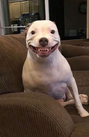 улыбающаяся белая собака на диване