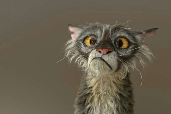 Неуверенное, удивленное животное с большими глазами.