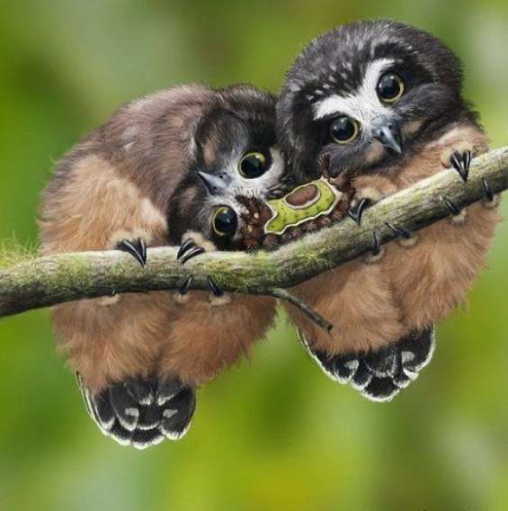 Две совушки на ветке, держатся за листовую заготовку и смотрят в камеру.