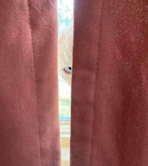 Кот выглядывает из-за занавески между шторами.