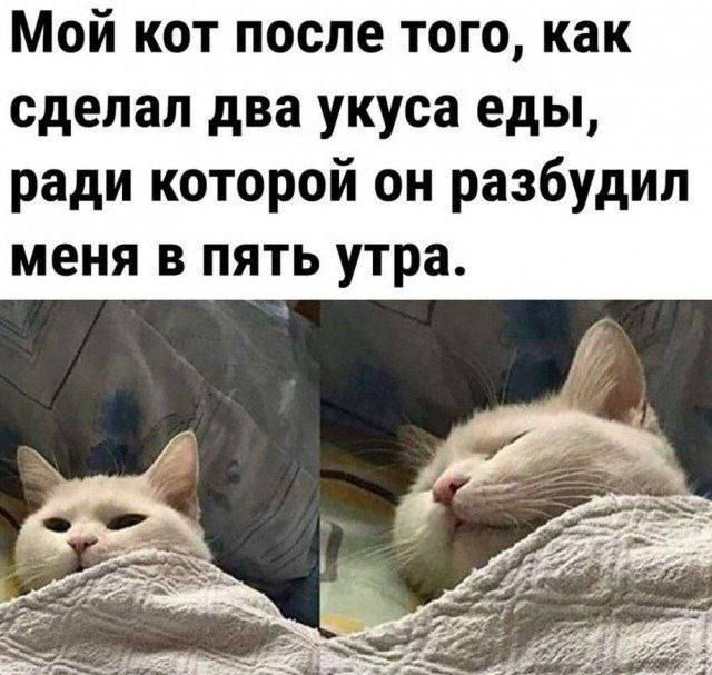 Мой кот после того, как сделал два укуса еды, ради которой он разбудил меня в пять утра.