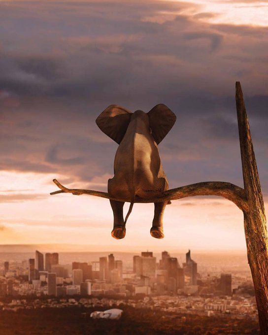 Слон сидит на ветке над городом во время заката