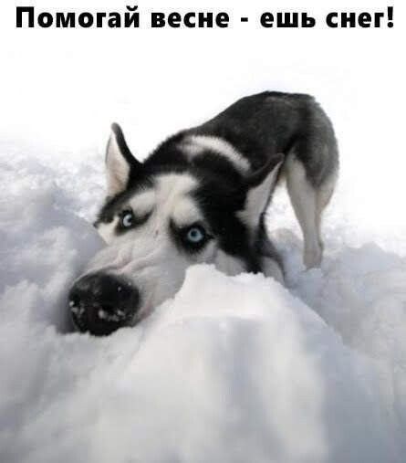 Помогай весне - ешь снег!