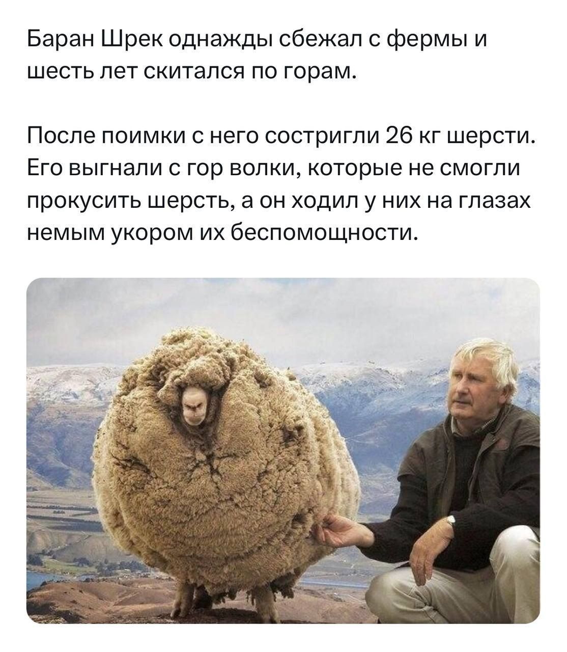 Баран Шрек однажды сбежал с фермы и шесть лет скитался по gорам. После поимки с него сняли 26 кг шерсти. Его выгнали с гор волки, которые не смогли прокусить шерсть, а он ходил у них на глазах немым укором их беспомощности.