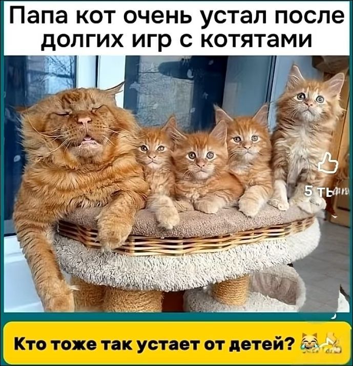Папа кот очень устал после долгих игр с котятами
Кто тоже так устает от детей?