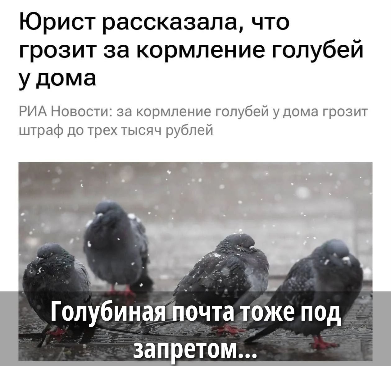 Юрист рассказала, что грозит за кормление голубей у дома РИА Новости: за кормление голубей у дома грозит штраф до трех тысяч рублей Голубиная почта тоже под запретом...