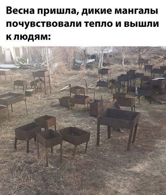 Весна пришла, дикие мангалы почувствовали тепло и вышли к людям: