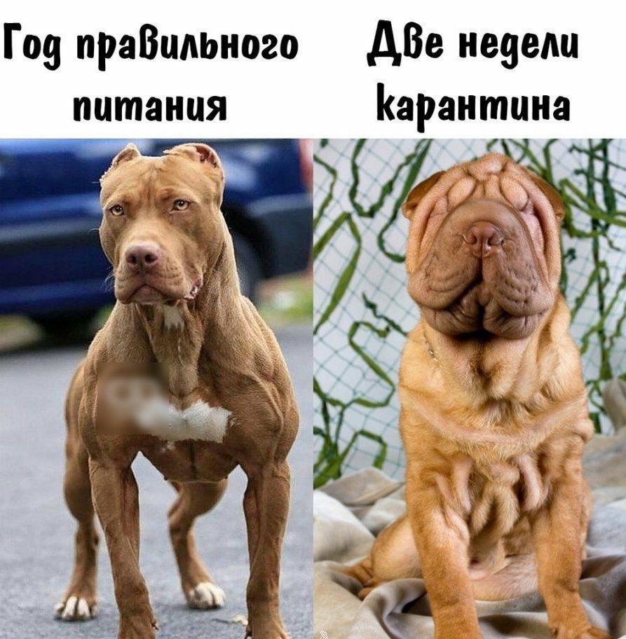 Гоа праВидЬного ДВе недели питания Карантина щ