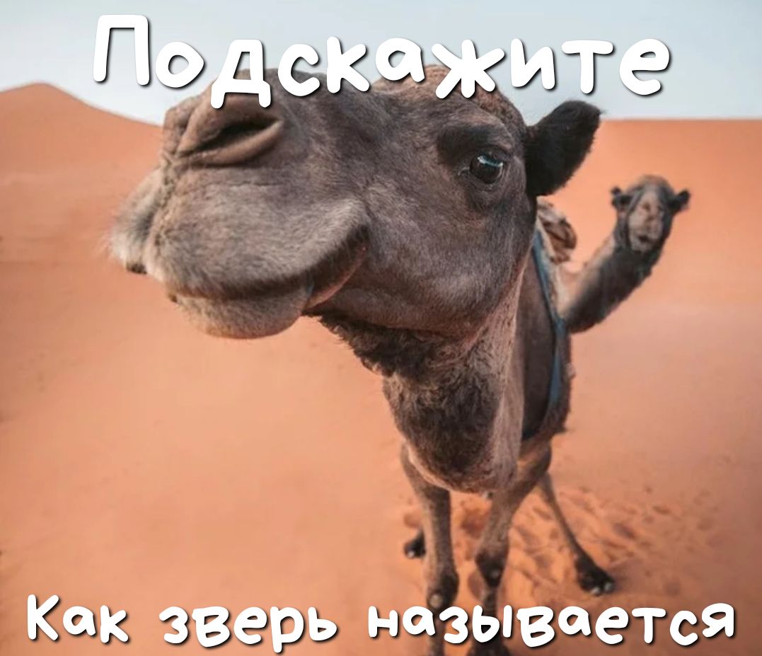 Как зверь называется