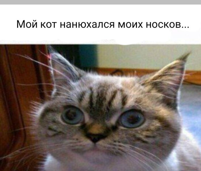 МОЙ КОТ НдНЮХдЛСЯ МОИХ НОСКОВ