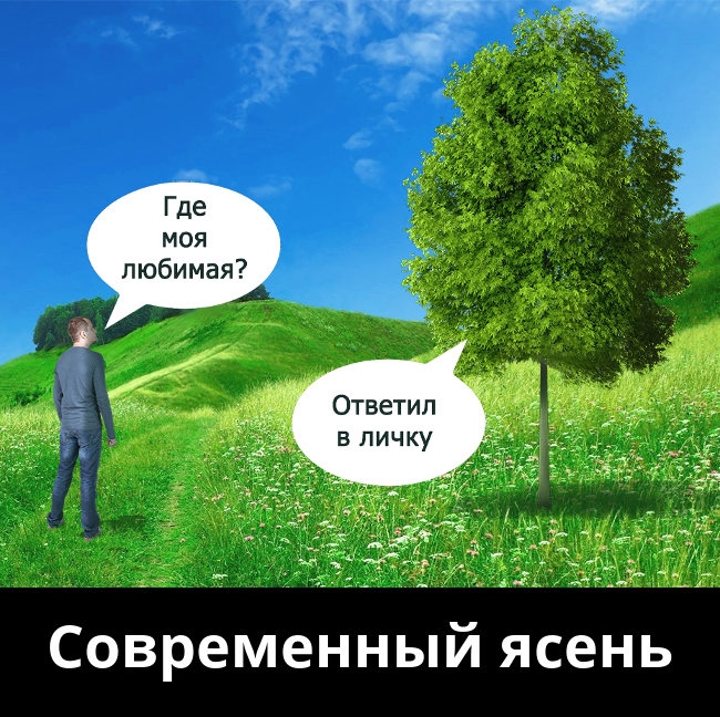 Где МОЯ любимая Ответил в личку Современный ясень