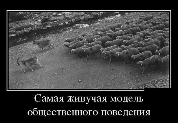 Самая живучая модель общественного поведения