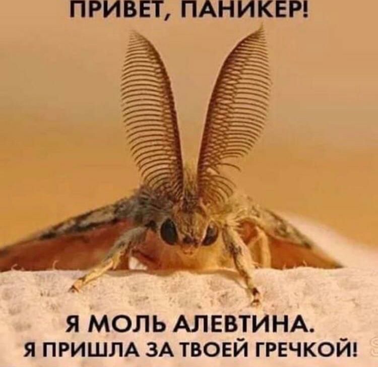 ПРИВЕТ ПАНИКЕР я моль АЛЕВТЙНА я ПРИШЛА ЗА твоей гречкой