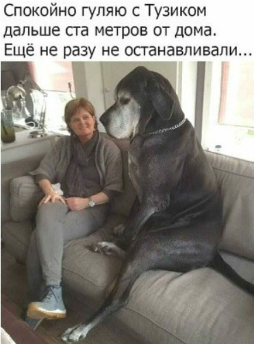 Спокойно гуляю с Тузиком дальше ста метров от дома Ещё не разу не останавливали