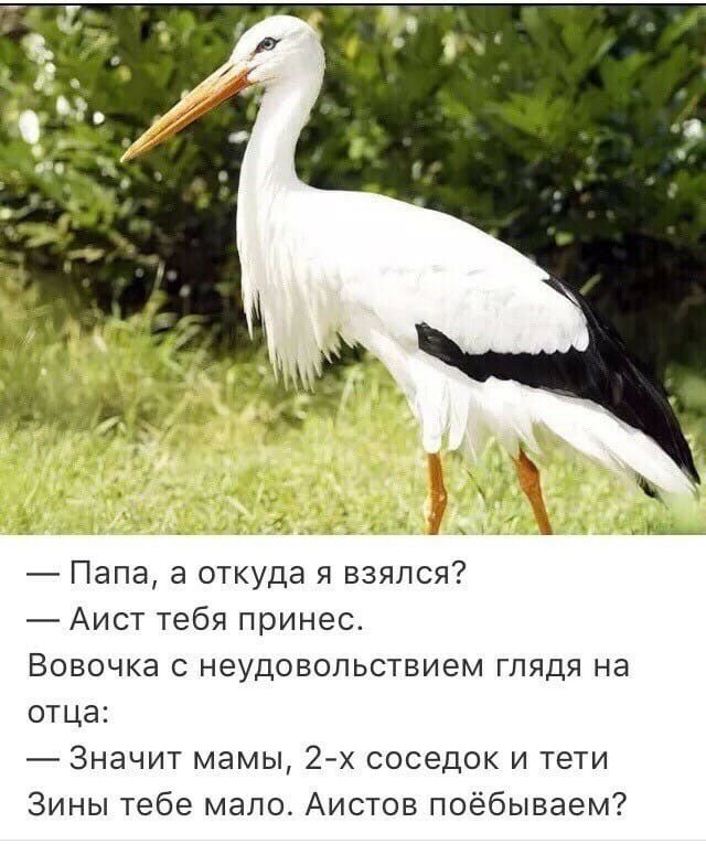 Папа а откуда я взялся Аист тебя принес Вовочка с неудовольствием глядя на отца Значит мамы 2 х соседок и тети Зины тебе мало Аистов поёбываем