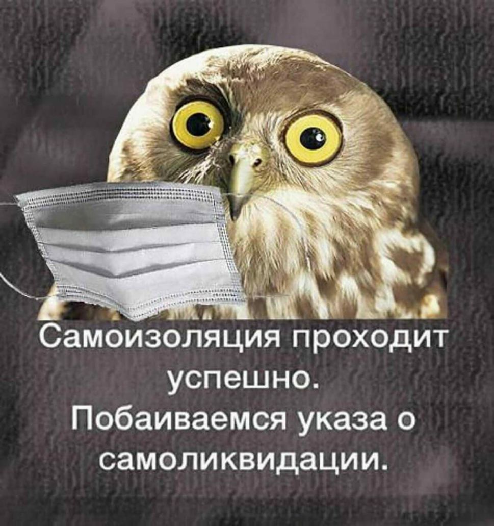 Самоизоляция проходит успешно Побаиваемся указа о самоликвидации
