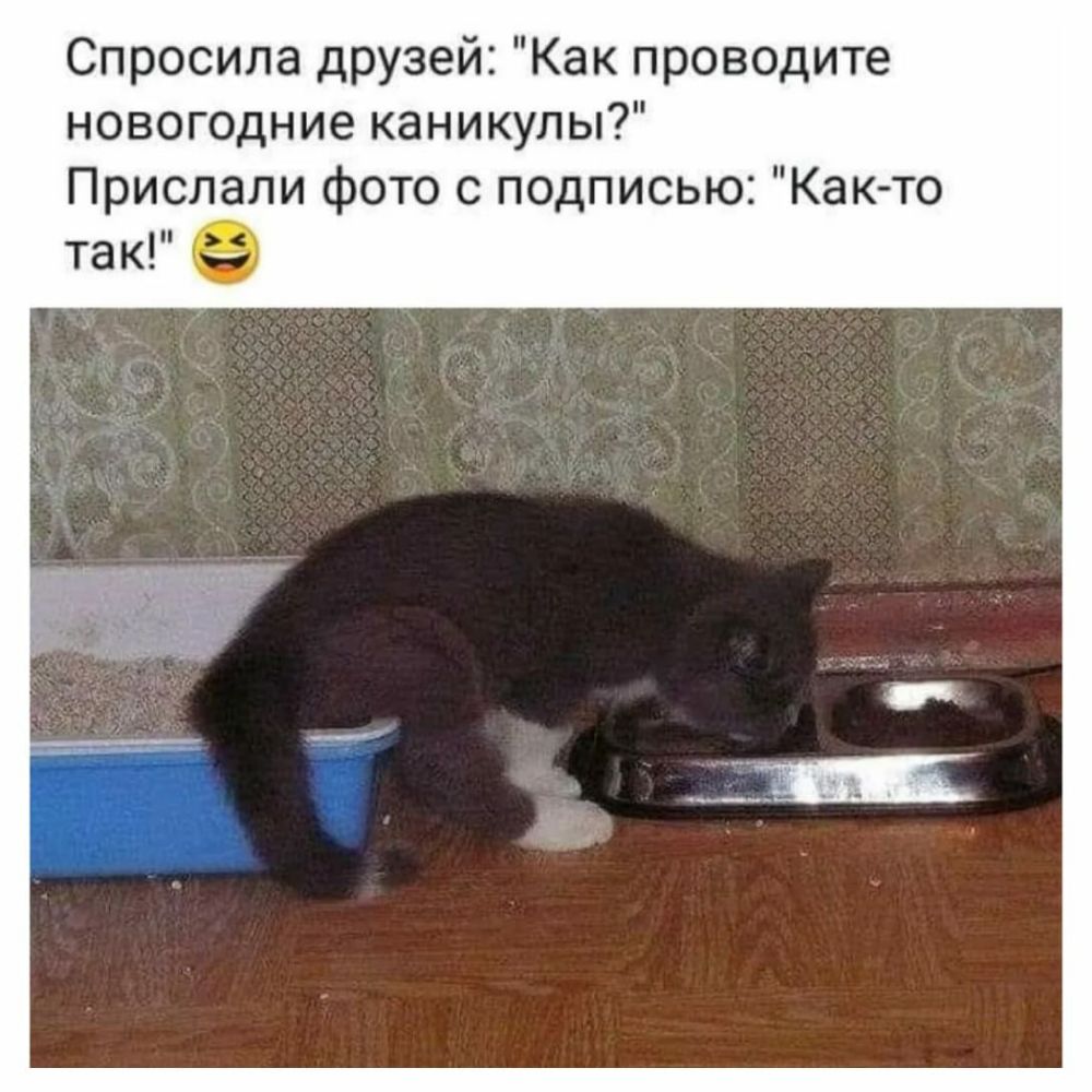 Спросила друзей Как проводите новогодние каникулы Прислали фото с подписью Как то так