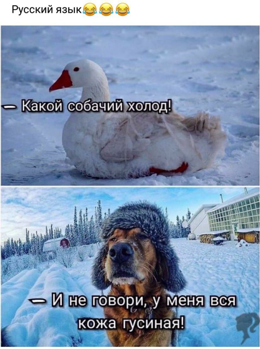 Русский ЯЗЫКЁв дч 0332 Какои СОбаЧИИХОЛОД1 _ _ грВори у менявся кожа гусиная