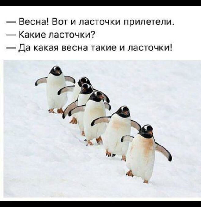 Весна Вот и ласточки прилетели Какие ласточки Да какая весна такие и ласточки