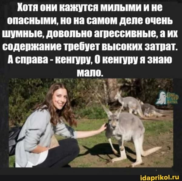 Хотя они иаишсп милыми и не опасными но на самом деле очень шумные довольно ашессивиыв а их содевжание шепчет высоких зашит п сппава женшин иеишш я знаю о