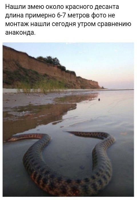 Нашли змею около красного десанта длина примерно 6 7 метров фото не монтаж нашли сегодня утром сравнению анаконда