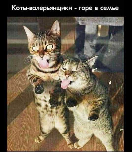 КОТЫ БОЛВРЬЯНЩИКИ горе семье