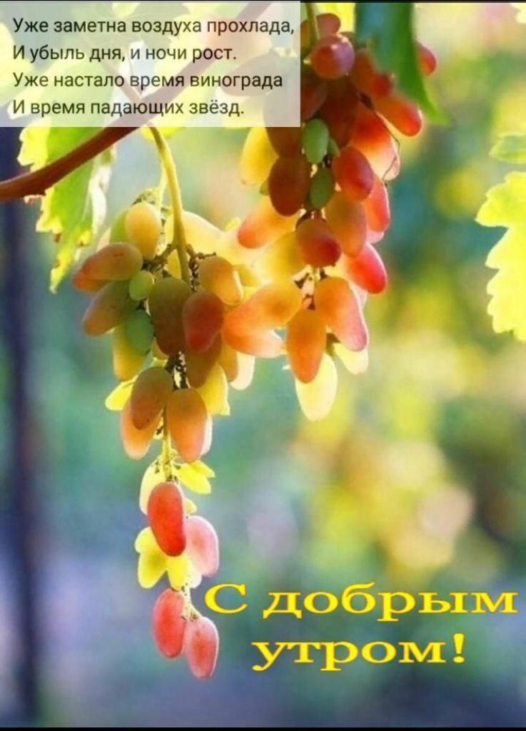 Уже заметна воздуха прохлада И убыль дня и ночи рост Уже настало время винограда И время падающих звёзд