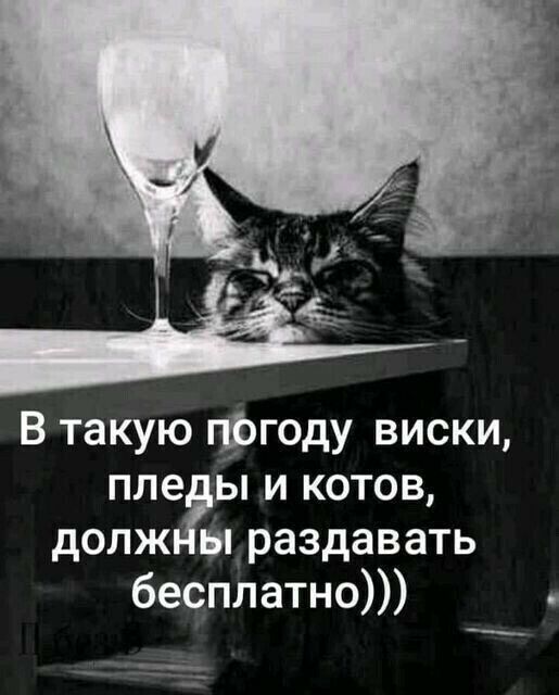 В такую гфгоду виски пле ы и котов долж ыраздавать бесплатно