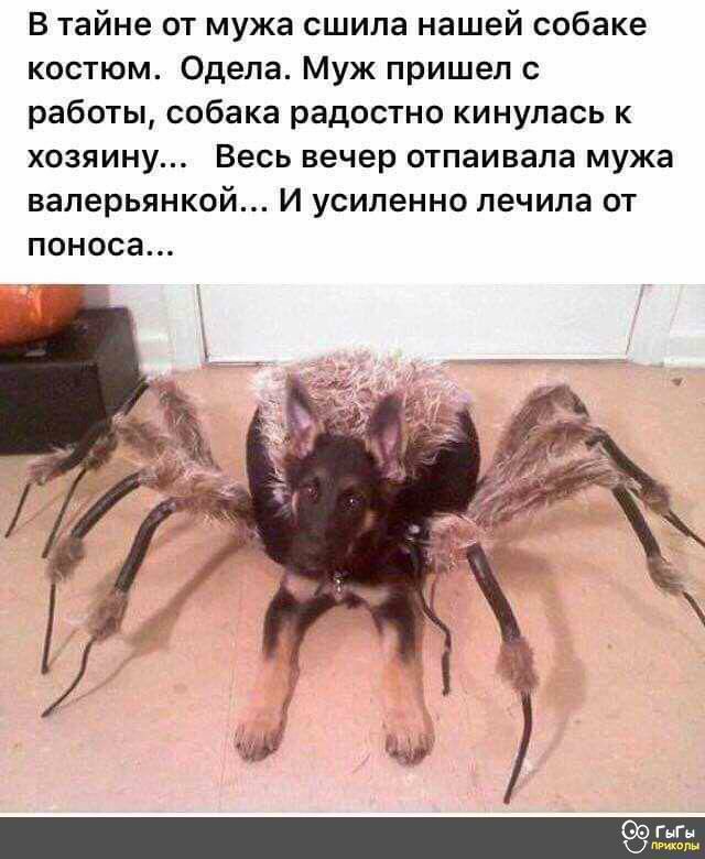 В тайне от мужа сшила нашей собаке костюм Одела Муж пришел с работы собака радостно кинулась к хозяину Весь вечер отпаивала мужа валерьянкой И усиленно лечила от поноса