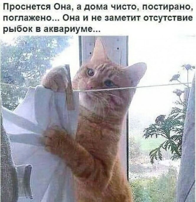 Проснется Она а дома чисто постирано поглажено Она и не заметит отсутствие рыбок в аквариуме