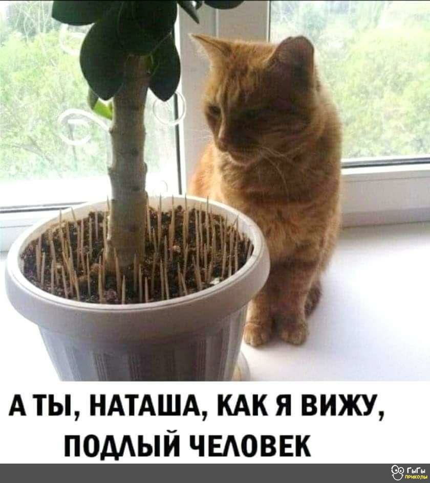 АТЫ НАТАША КАК Я ВИЖУ ПОМЫЙ ЧЕАОВЕК