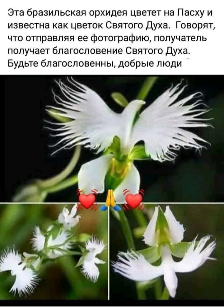 Эта бразильская орхидея цветет на Пасху и известна как цветок Святого Духа Говорят что отправляя ее фотографию получатель получает благословение Святого духа Будьте бпагословенны добрые люди
