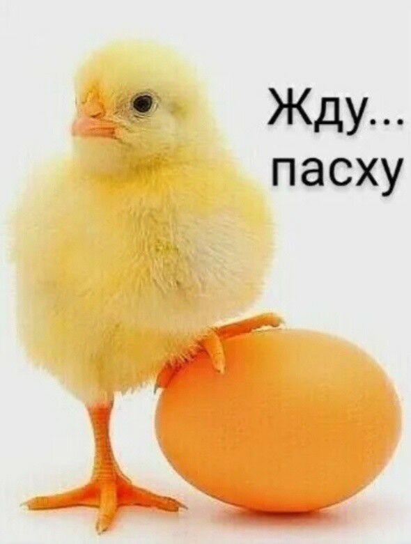 Жду пасху