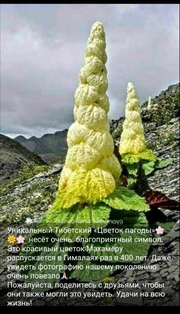 ветоцлагоды НЕСЕТ 0 ЛаГОПрИЯТшй рима Этокрасивы цветок Ма идр Бру _ Л дёрнускаетщ вимапаях різбддблет Дежа уЪидеть Фотитафию нашему покопщвр одень повезло А Пожалуйста поделитесь с друзьями чтобы они также могли это увидеть Удачи на всю жизнь