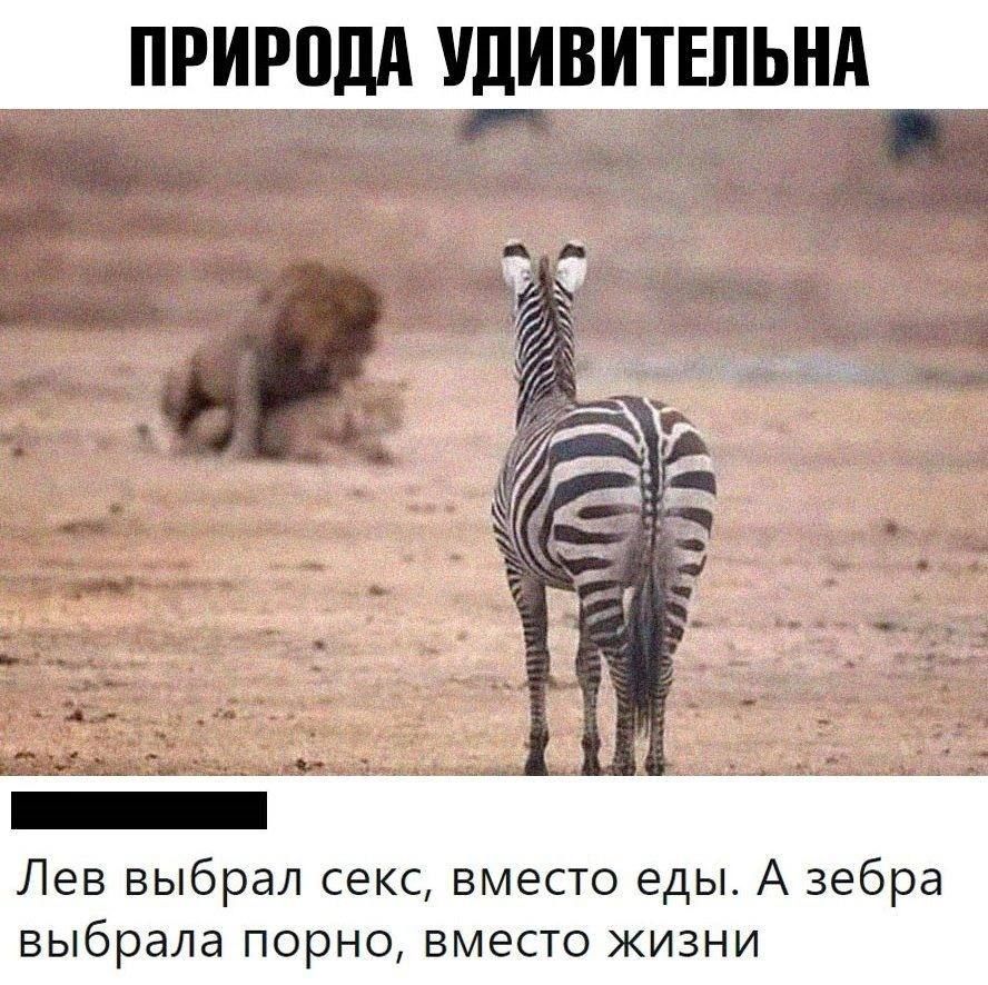 ПРИРВДА УДИВИТЕЛЬНА и а Лев выбрал секс вместо еды А зебра выбрала порно вместо жизни