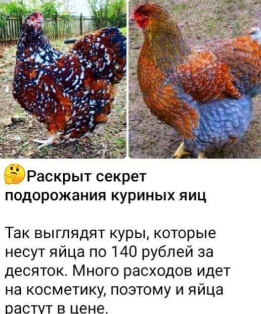 Раскрыт секрет подорожания куриных яиц Так выглядят куры которые несут яйца по 140 рублей за десяток Много расходов идет на косметику поэтому и яйца растут в цене
