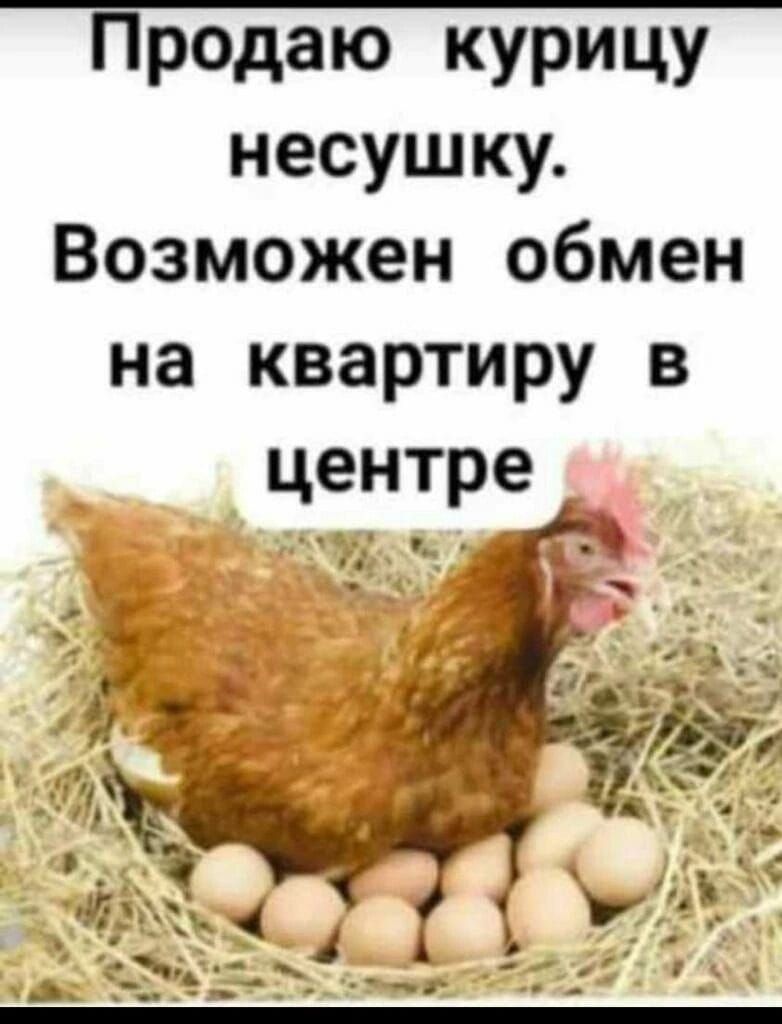 Предаю курицу несушку Возможен обмен на квартиру в центре