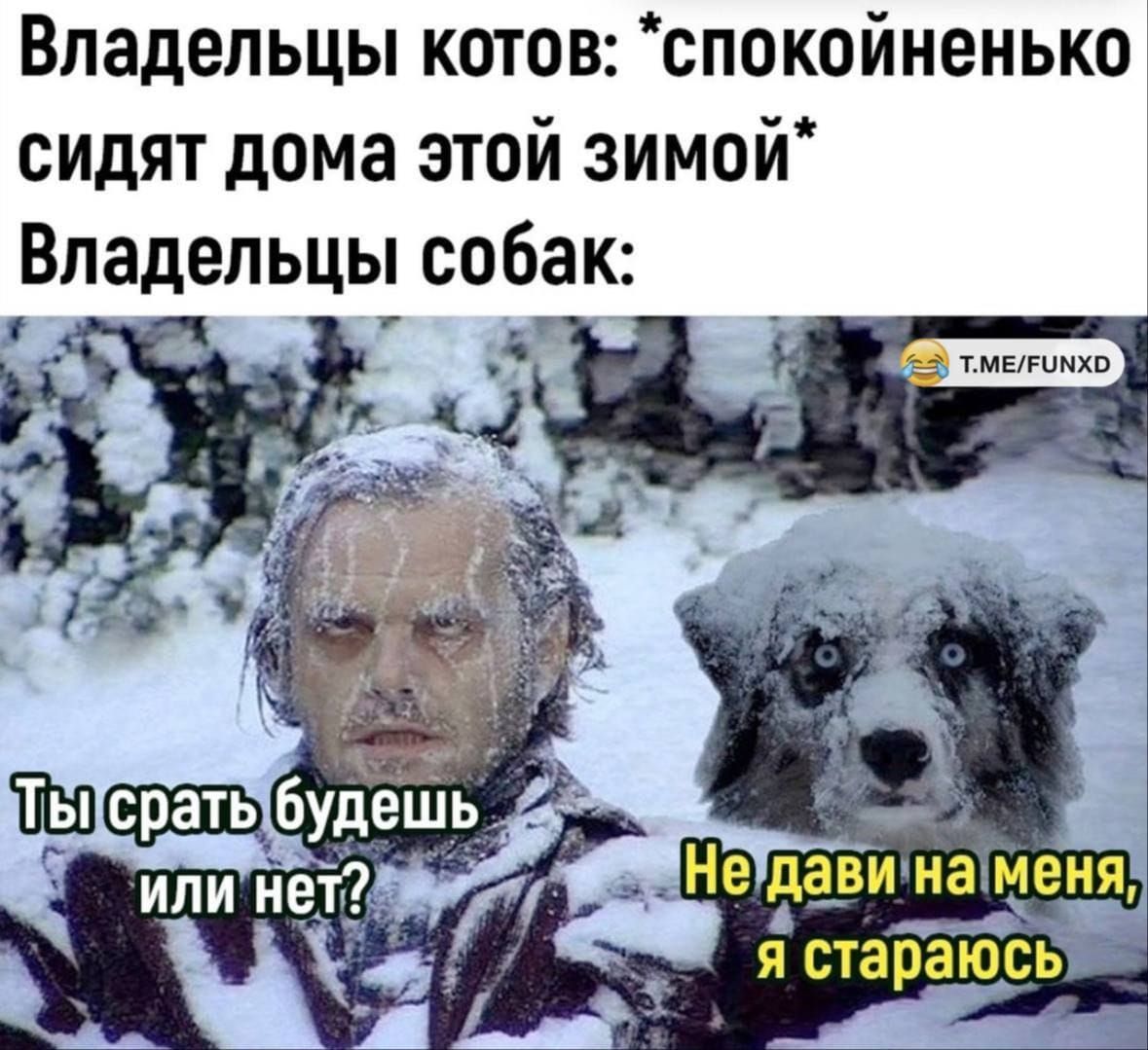 Владельцы котов спокойненько сидят дома этой зимой Владельцы собак
