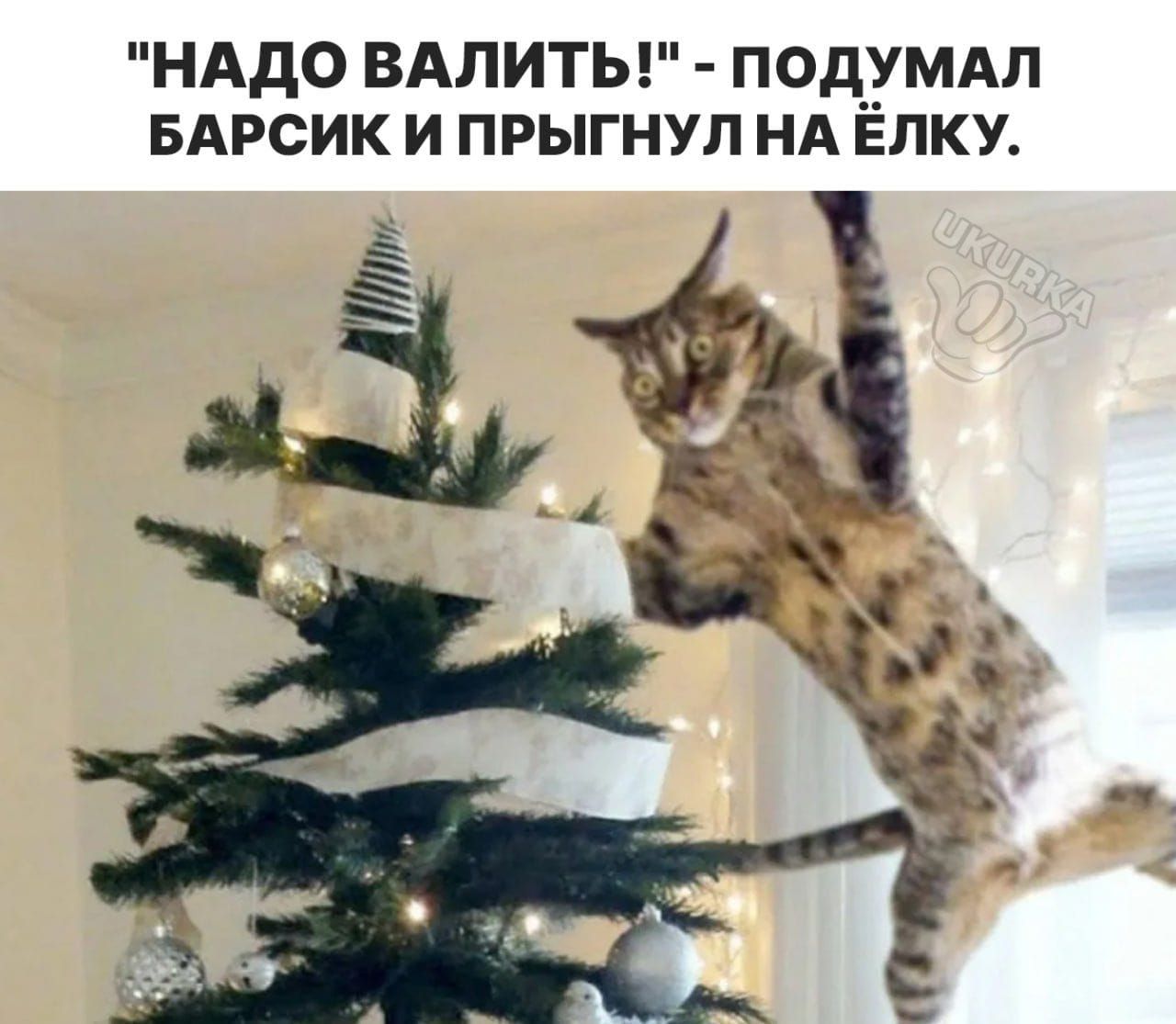 НАДО ВАЛИТЬ ПОД__УМАП БАРСИК И ПРЫГНУЛ НА ЕПКУ