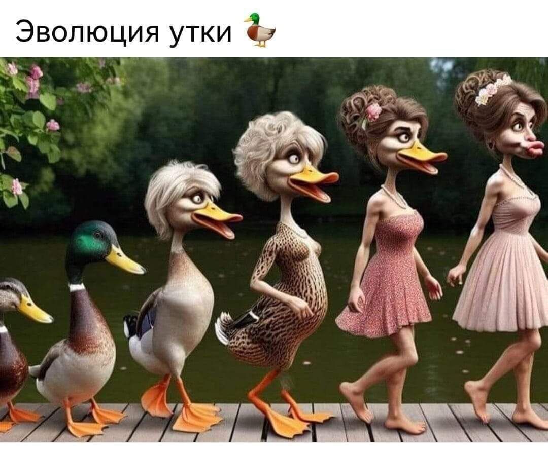 Эволюция утки д _ ц _