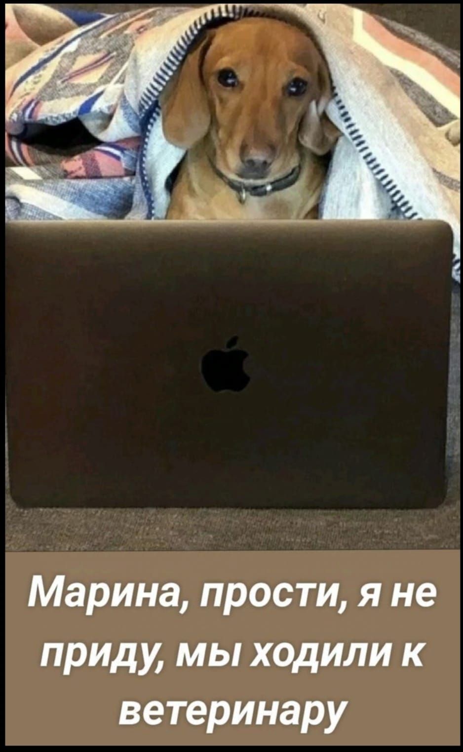 Марина прости я не приду мы ходили к ветеринару