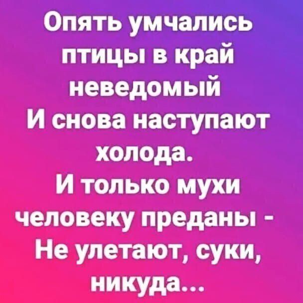 Опять умчались птицы в край неведомый И снова наступают холода И только мухи человеку преданы Не улетают суки никуда