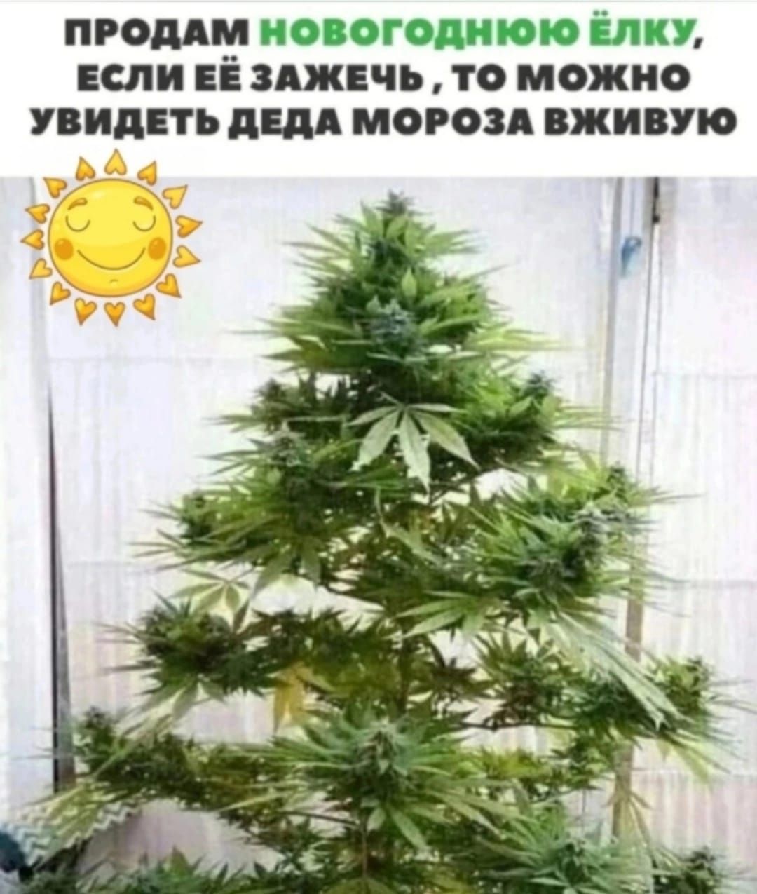 ЛКУ ПРОДАМ НОВОГ ЕСЛИ ЕЁ ЗАЖЕЧЬ ТО МОЖНО УВИДЕТЬ ДЕДА МОРОЗА ВЖИВУЮ 1 К Н