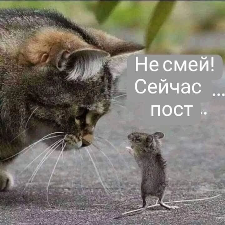 Не смей! Сейчас ... пост .
