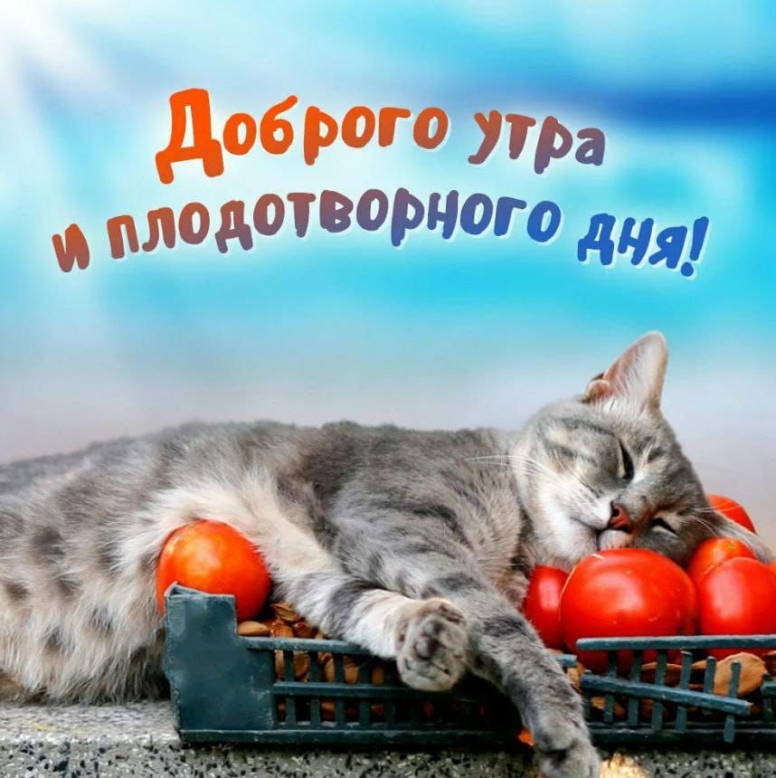 Доброе утро и плодотворного дня!