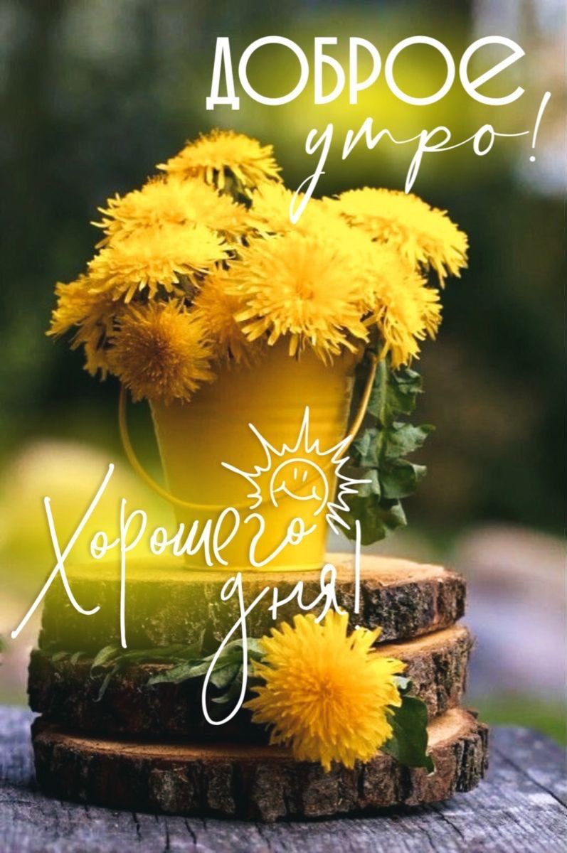 ДОБРОЕ УТРО! Хорошего дня!