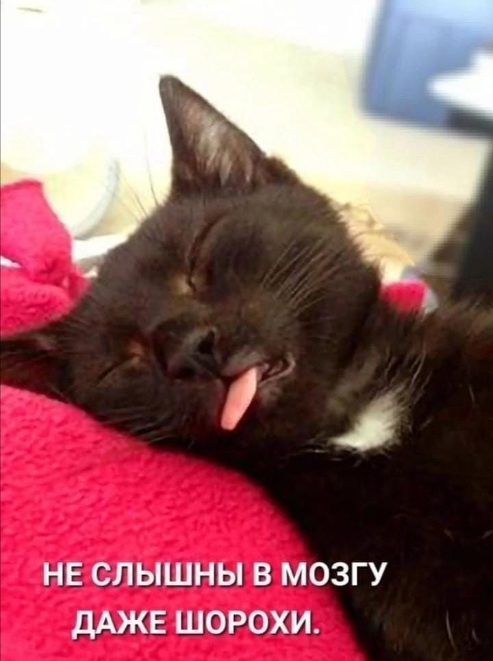НЕ СЛЫШНЫ В МОЗГУ ДАЖЕ ШОРОХИ.