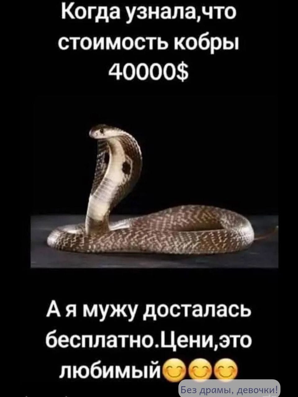 Когда узнала, что стоимость кобры 40000$
А я мужу досталась бесплатно. Цени, это любимый😊😊😊